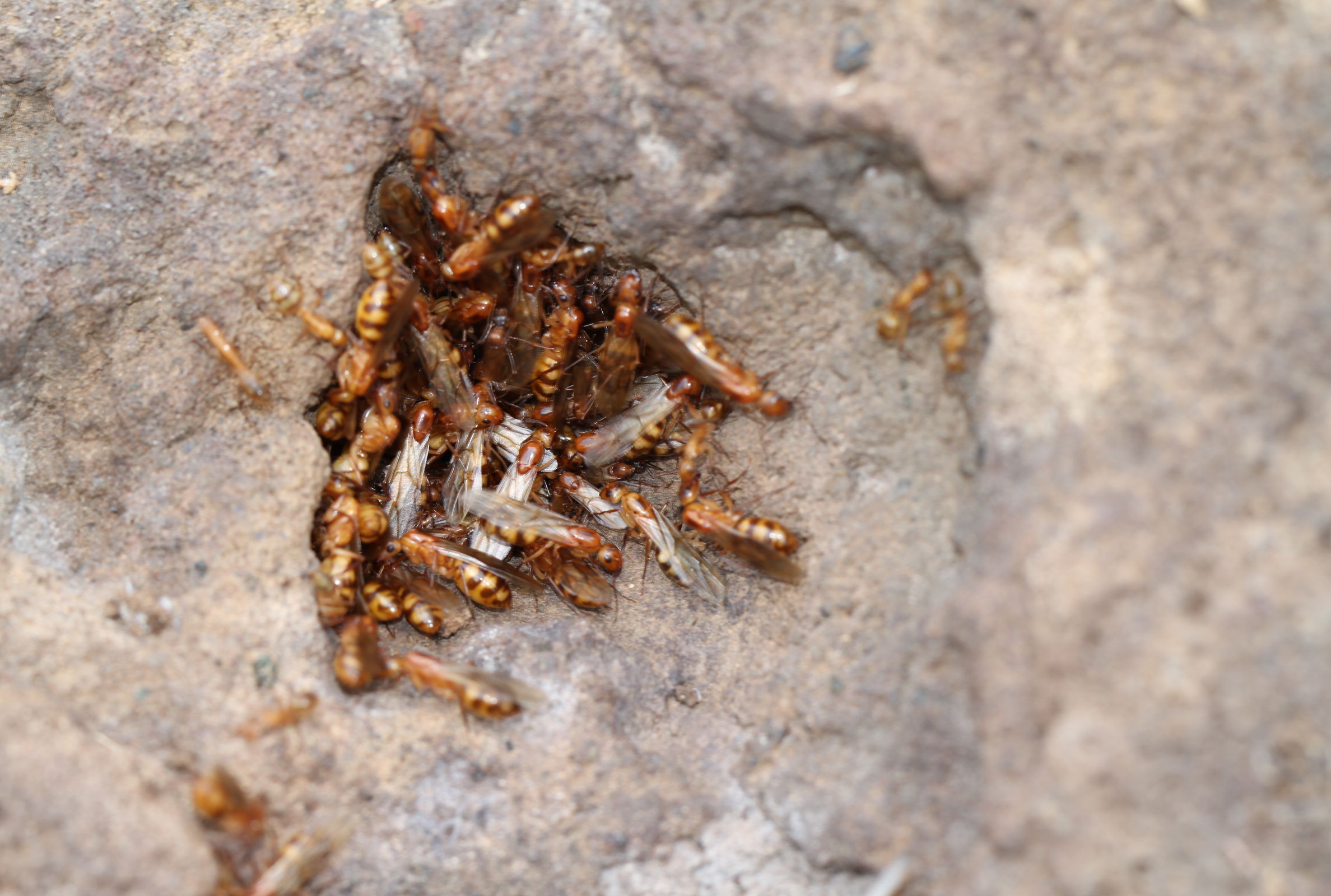 Nest of Camponotus conspicuus zonatus, Santa Cruz Island, Galapagos Photo: Henri Herrera, CDF.